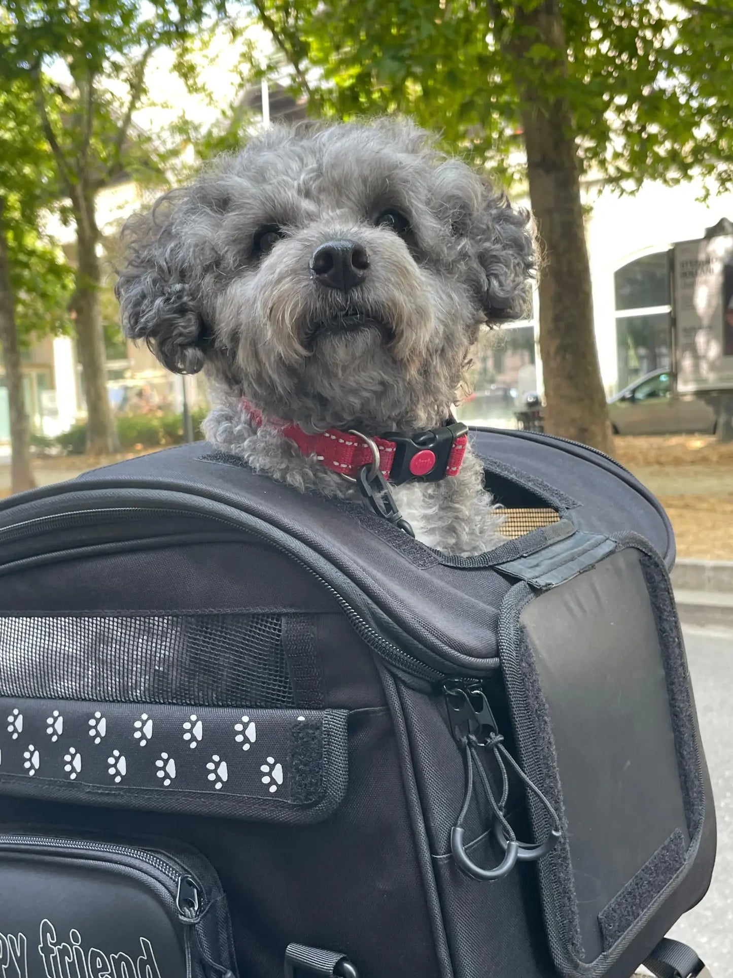 OJ ATMOSFERE METROPOLITANE s.r Pet Bag 30L Svart bild 2 PMMEDIA:011cbcfc7cb333b2