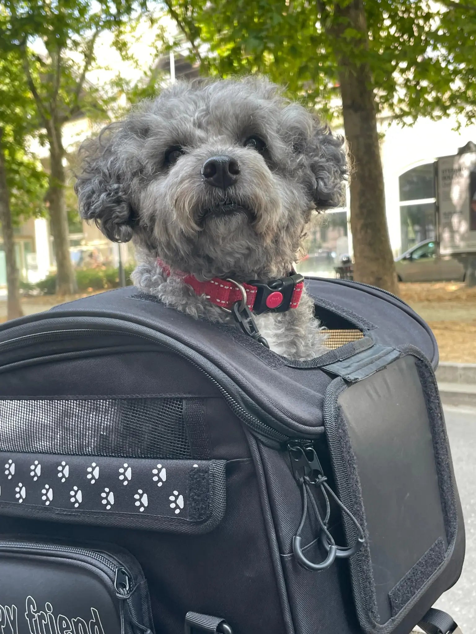 OJ ATMOSFERE METROPOLITANE s.r Pet Bag 30L Svart bild 2 PMMEDIA:011cbcfc7cb333b2